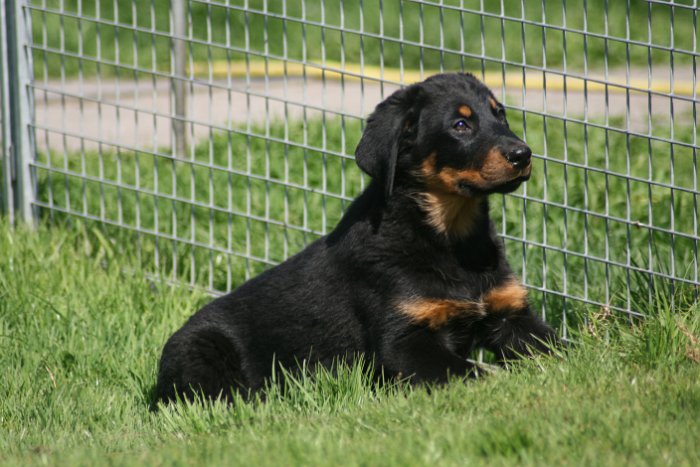 Quenza 09 04 2017 (24)